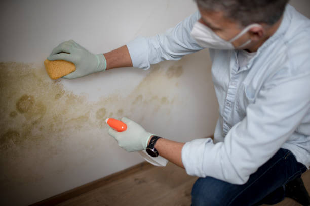 Reliable Remerton, GA Mold Remediation Solutions