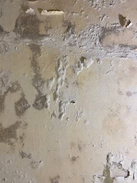 Best Attic Mold Remediation in Remerton, GA