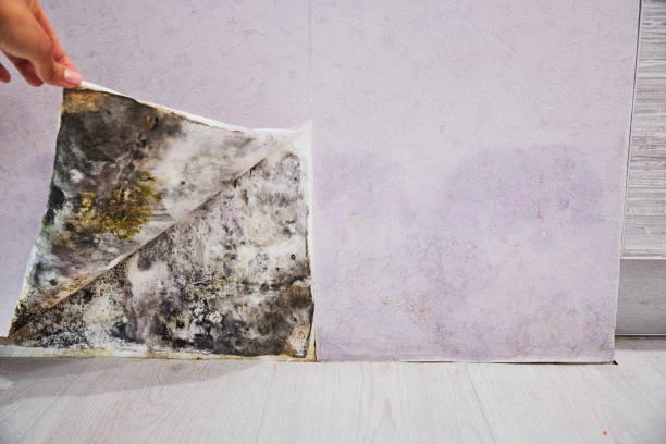 Best Insurance-Related Mold Remediation in Remerton, GA